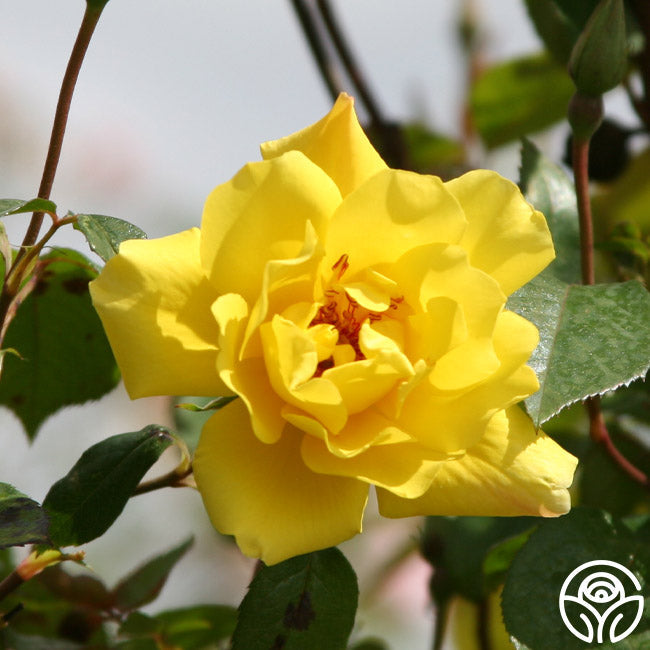 Rose - Golden Showers