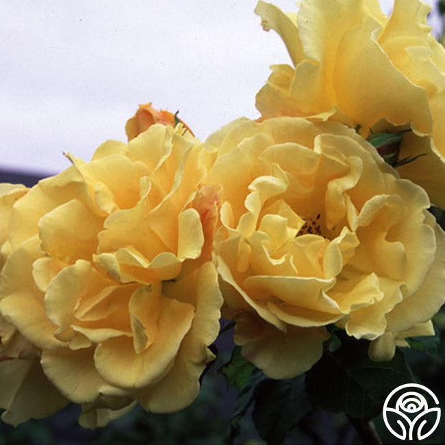 Rose - Golden Showers