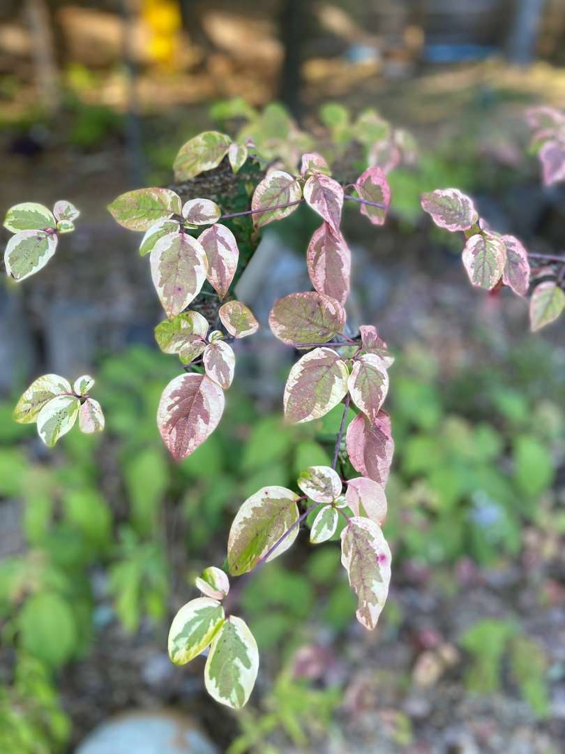 Dogwood - Pagoda - GOLDEN SHADOWS