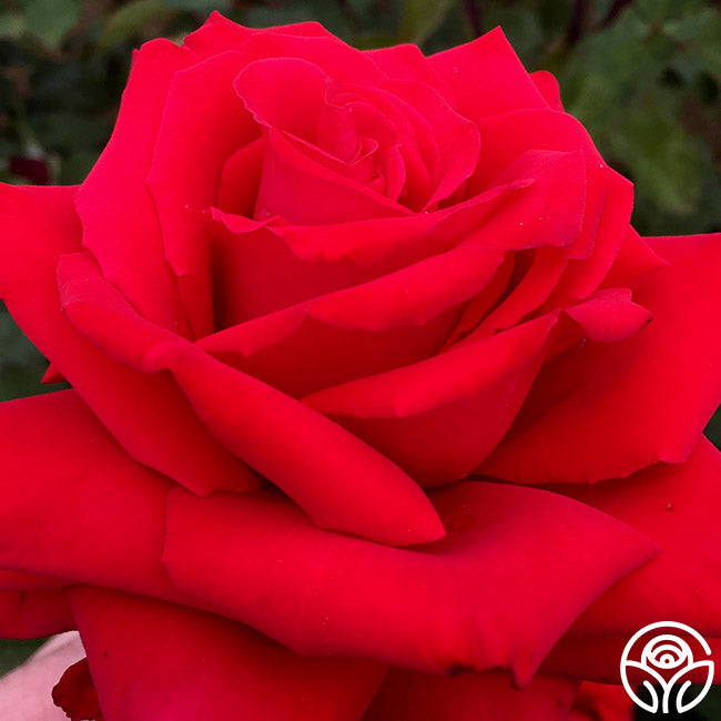 Rose - Eleganza Grande Amore