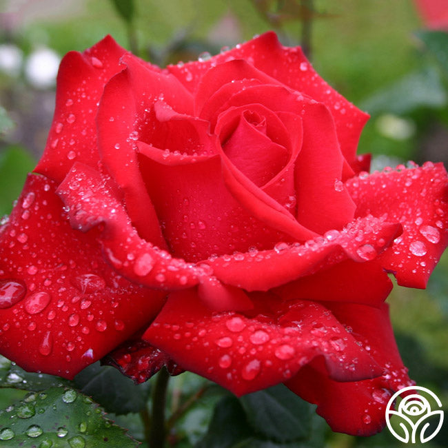 Rose - Eleganza Grande Amore