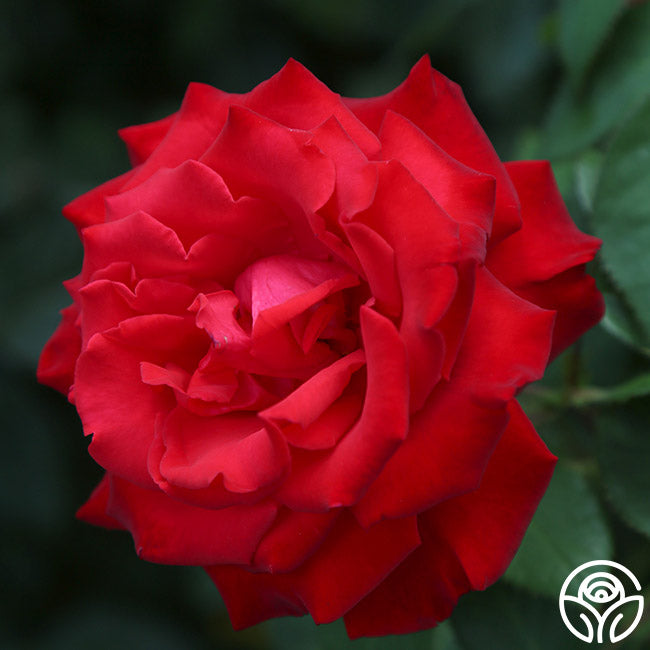 Rose - Eleganza Grande Amore