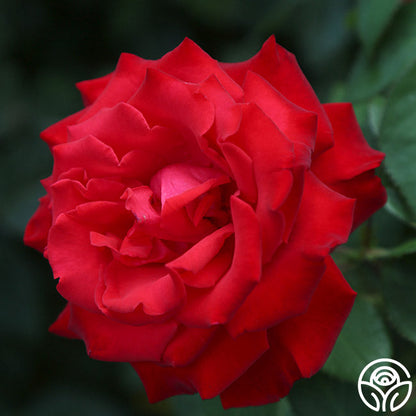 Rose - Eleganza Grande Amore