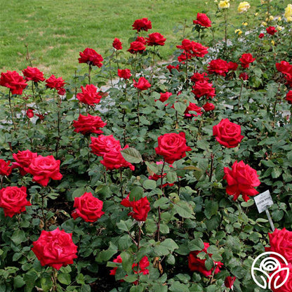 Rose - Eleganza Grande Amore