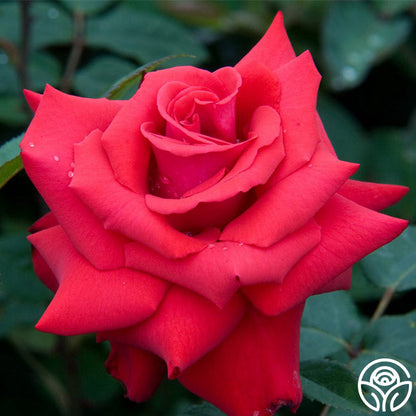 Rose - Eleganza Grande Amore
