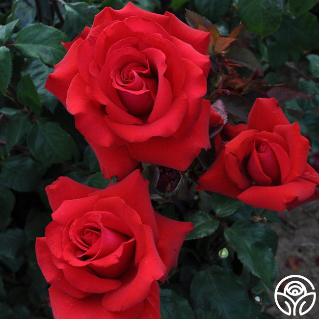 Rose - Eleganza Grande Amore