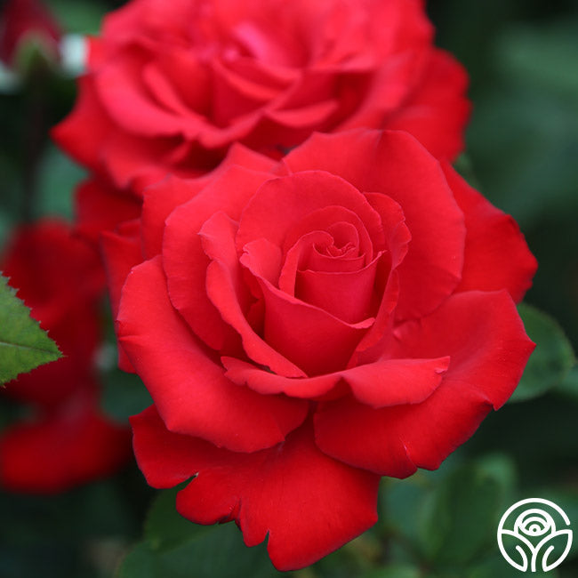 Rose - Eleganza Grande Amore
