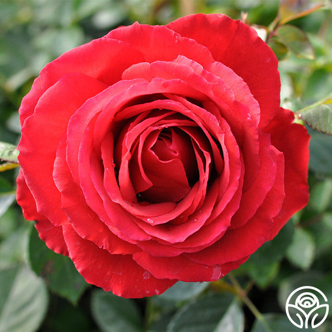 Rose - Eleganza Grande Amore