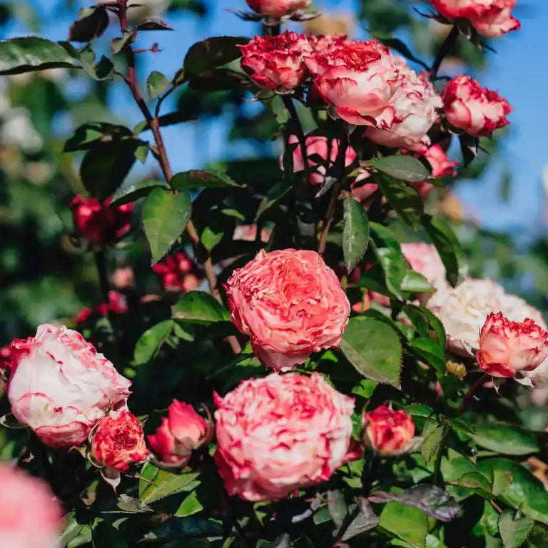 Rose - Grandma's Finest Mary