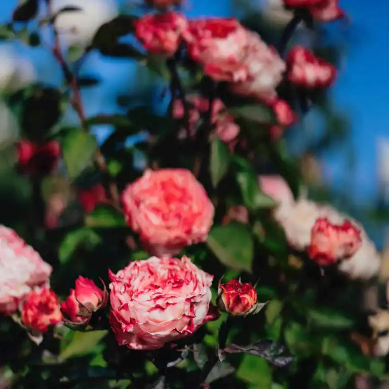 Rose - Grandma's Finest Mary