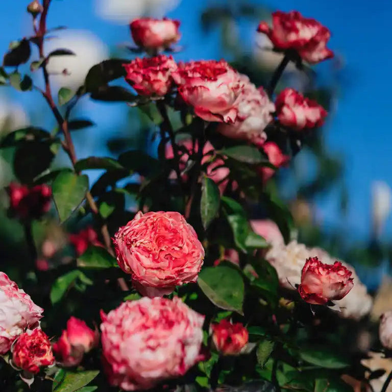 Rose - Grandma's Finest Mary