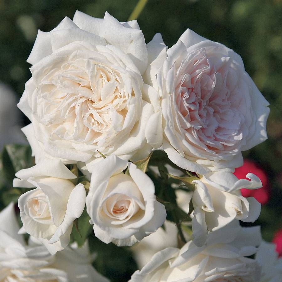 Rose - Arborose- Climbing - Honeymoon