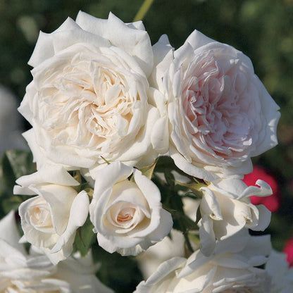 Rose - Arborose- Climbing - Honeymoon