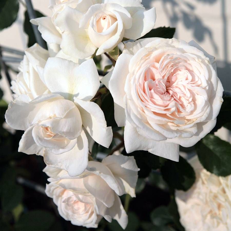 Rose - Arborose- Climbing - Honeymoon