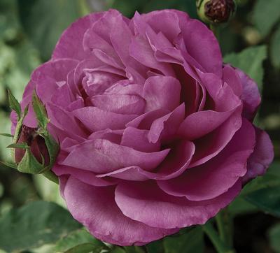 Rose - Heirloom - Hybrid Tea