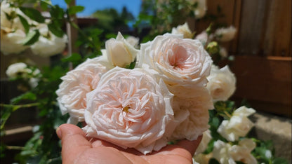 Rose - Arborose- Climbing - Honeymoon