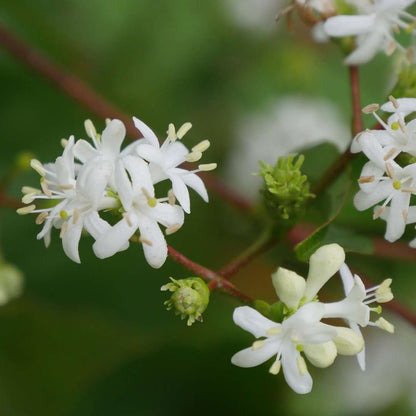 Seven-son flower - TEMPLE OF BLOOM