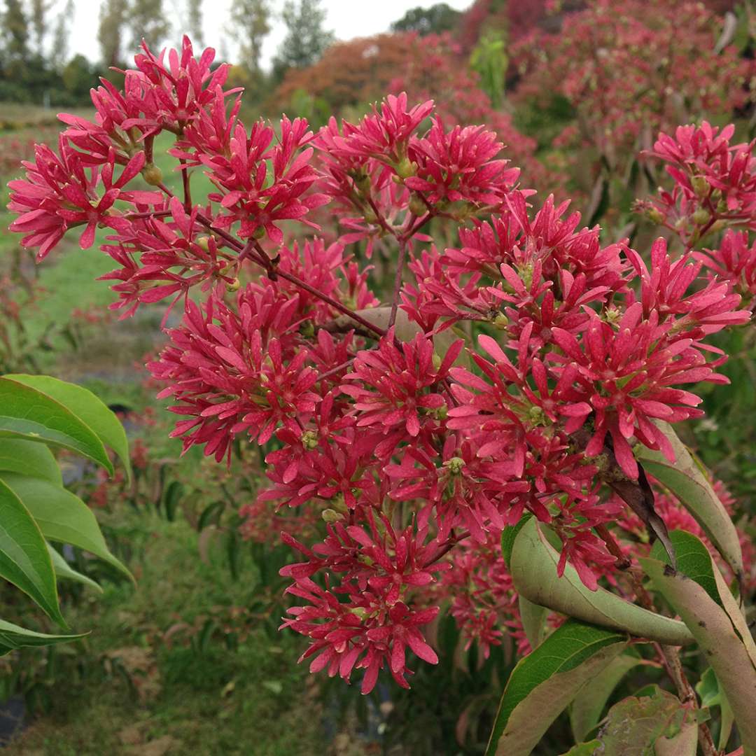 Seven-son flower - TEMPLE OF BLOOM