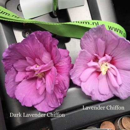 Rose of Sharon - Dark Lavender CHIFFON