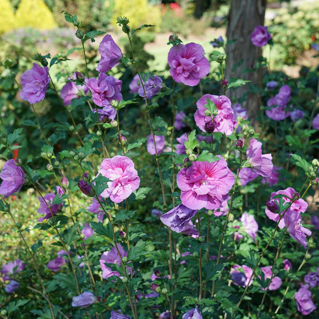 Rose of Sharon - Dark Lavender CHIFFON
