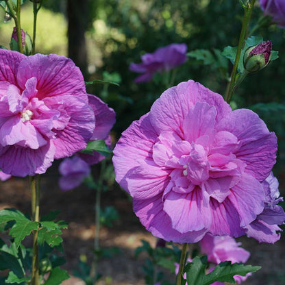 Rose of Sharon - Dark Lavender CHIFFON