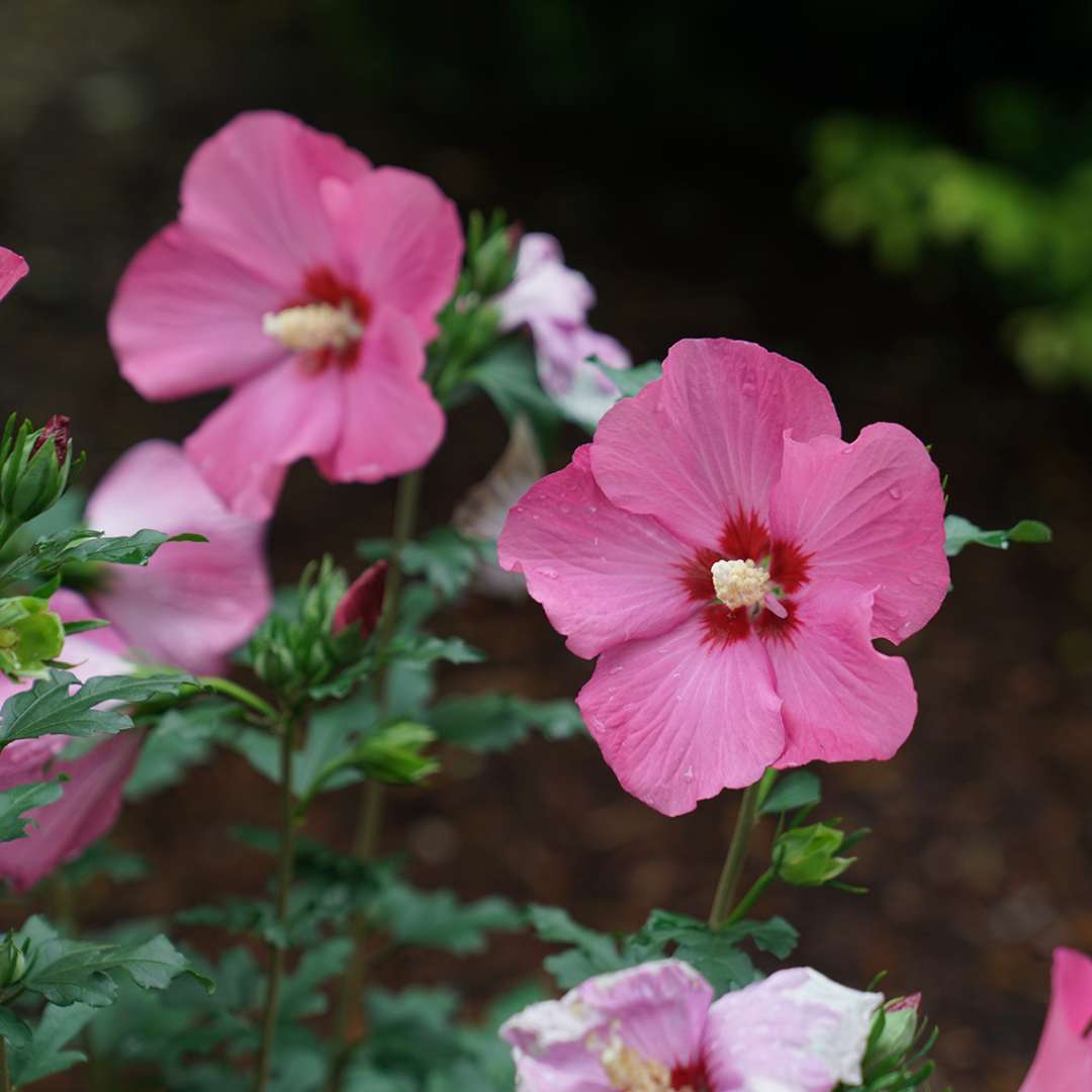 Rose of Sharon - PARAPLU ROUGE