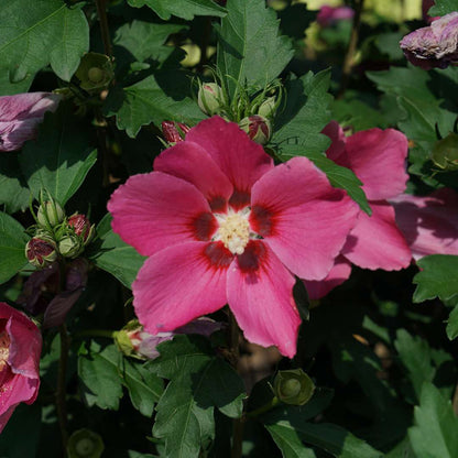 Rose of Sharon - PARAPLU ROUGE