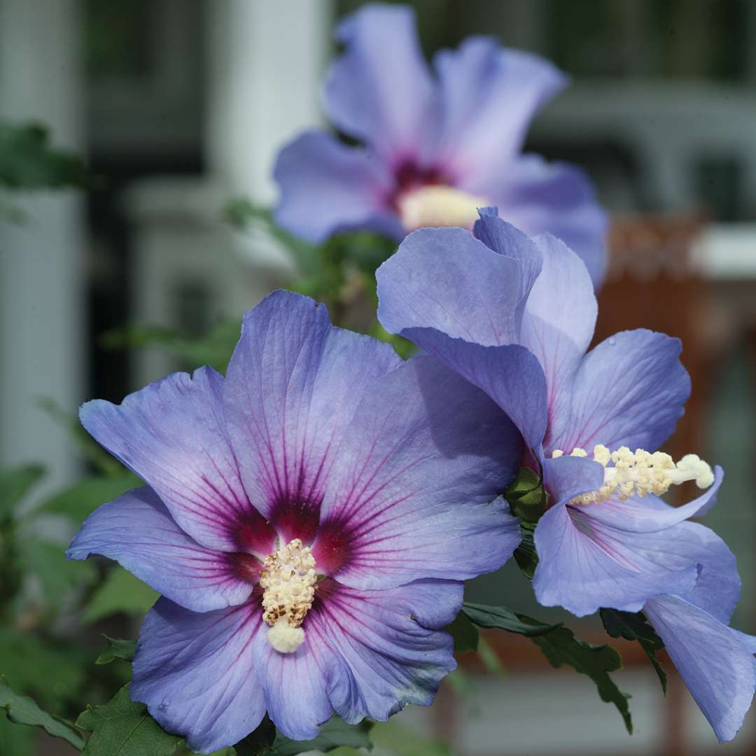 Rose of Sharon - Azurri Blue SATIN