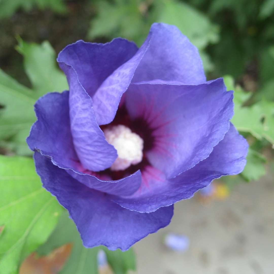 Rose of Sharon - Azurri Blue SATIN