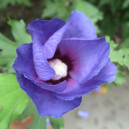 Rose of Sharon - Azurri Blue SATIN