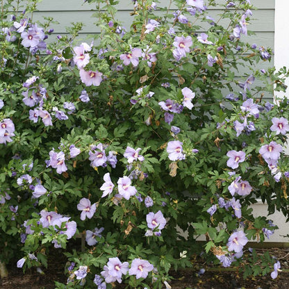 Rose of Sharon - Azurri Blue SATIN