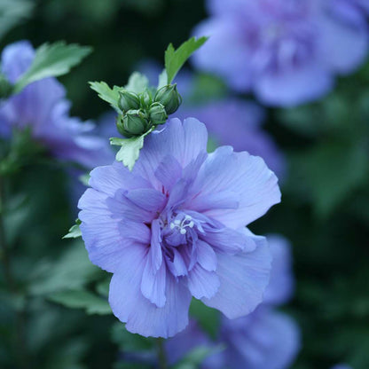 Rose of Sharon - Blue CHIFFON