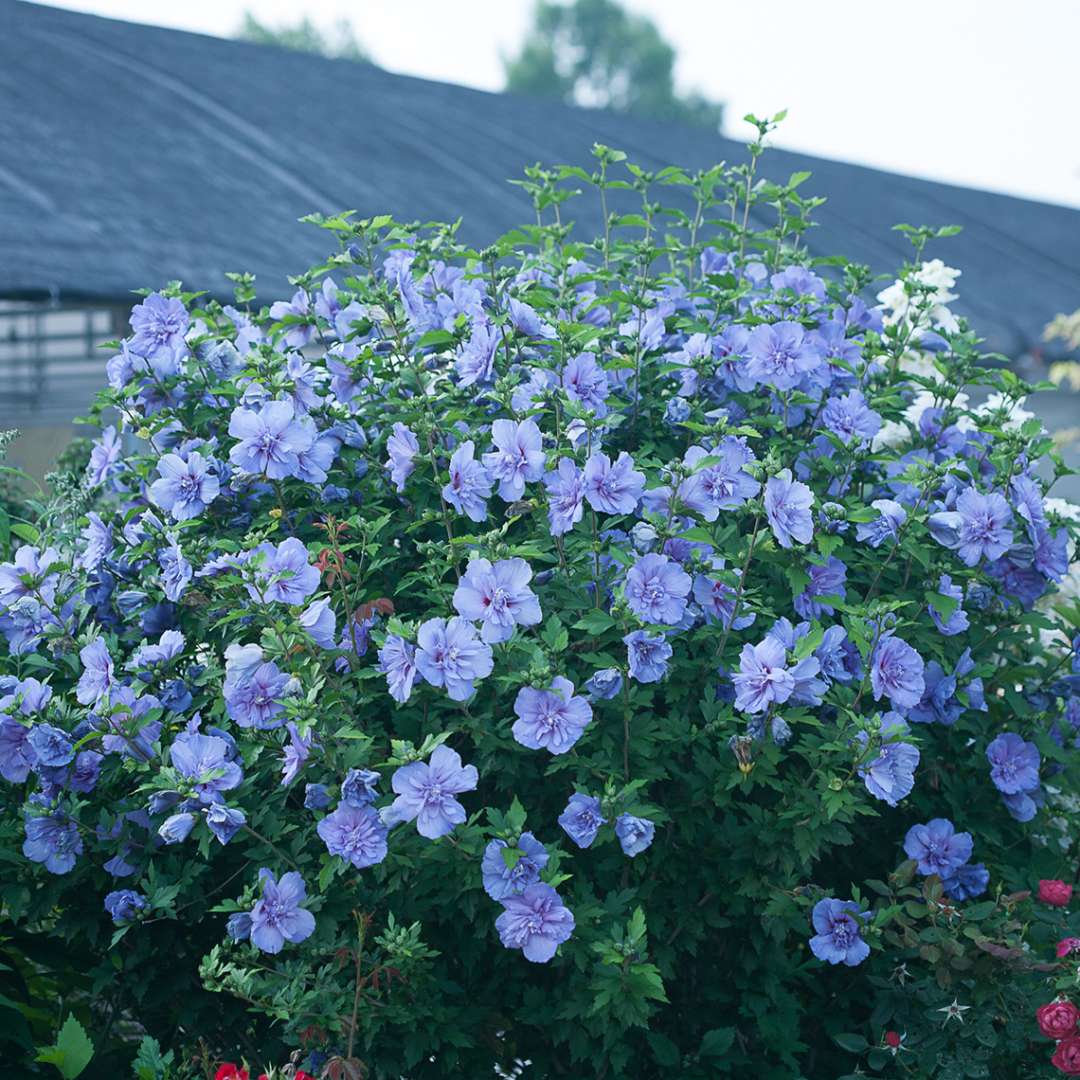Rose of Sharon - Blue CHIFFON