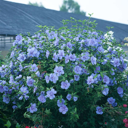 Rose of Sharon - Blue CHIFFON