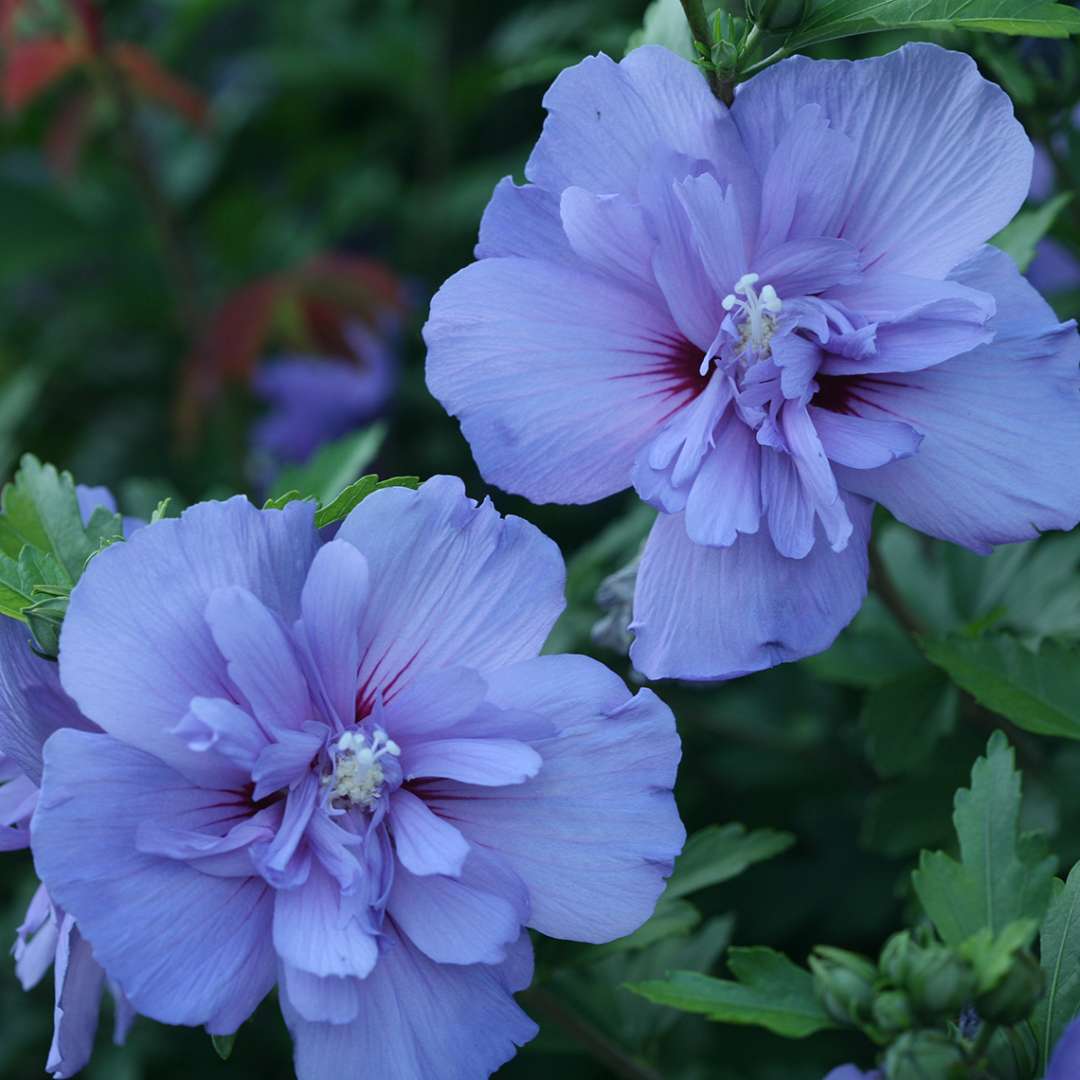 Rose of Sharon - Blue CHIFFON