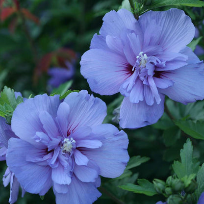 Rose of Sharon - Blue CHIFFON