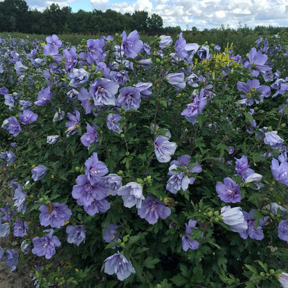 Rose of Sharon - Blue CHIFFON