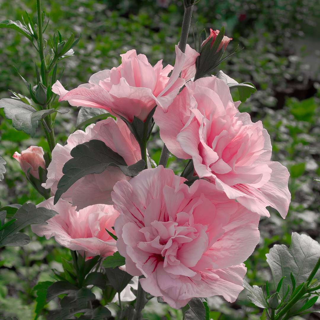 Rose of Sharon - Pink CHIFFON