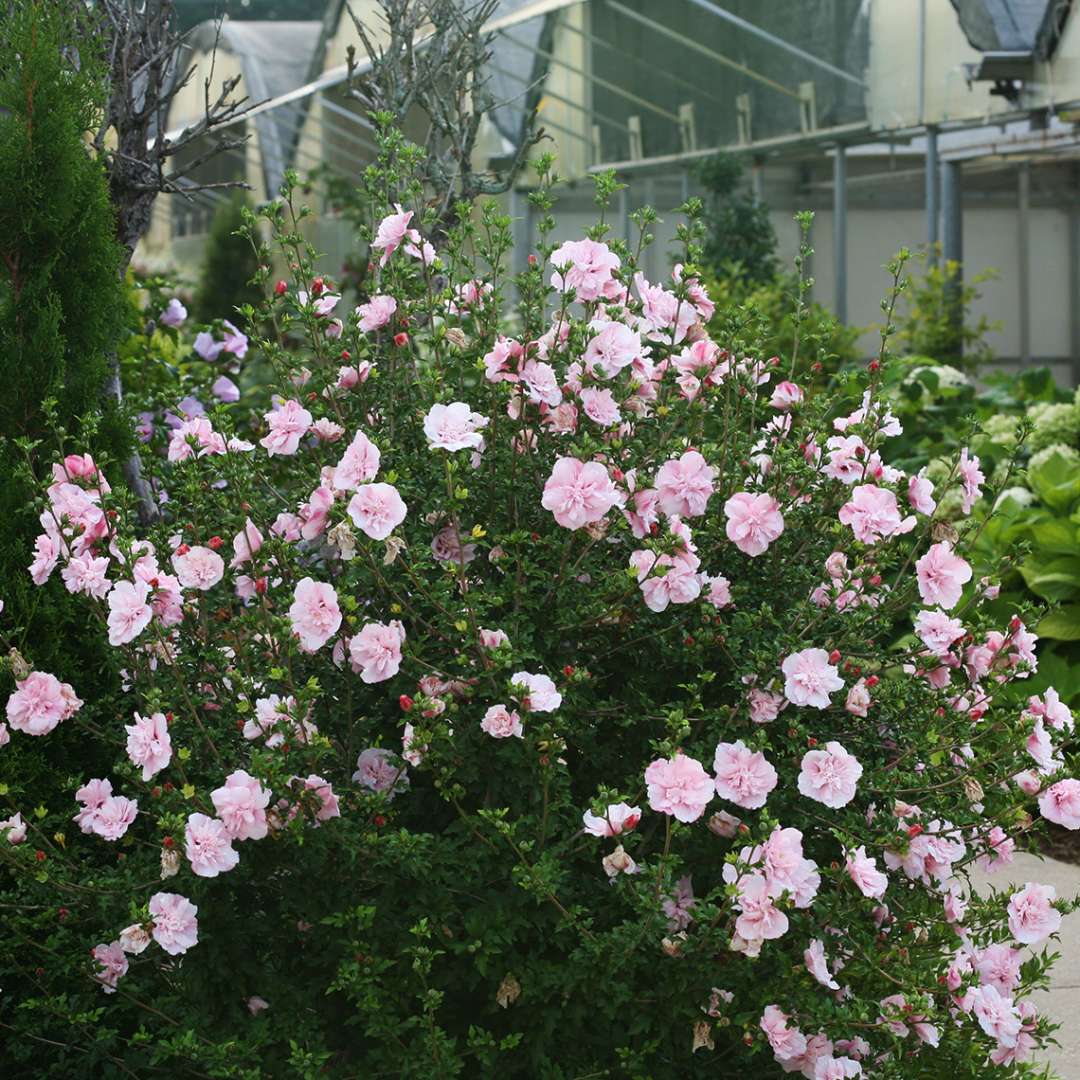 Rose of Sharon - Pink CHIFFON