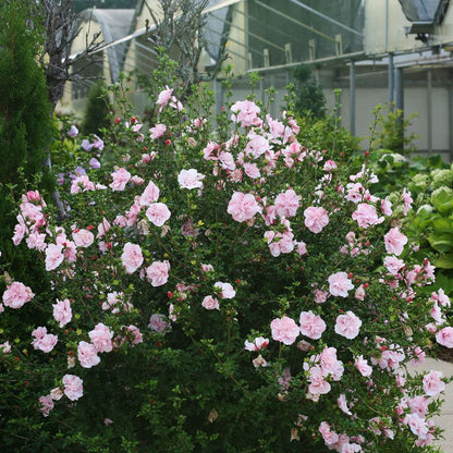 Rose of Sharon - Pink CHIFFON
