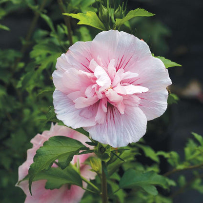 Rose of Sharon - Pink CHIFFON