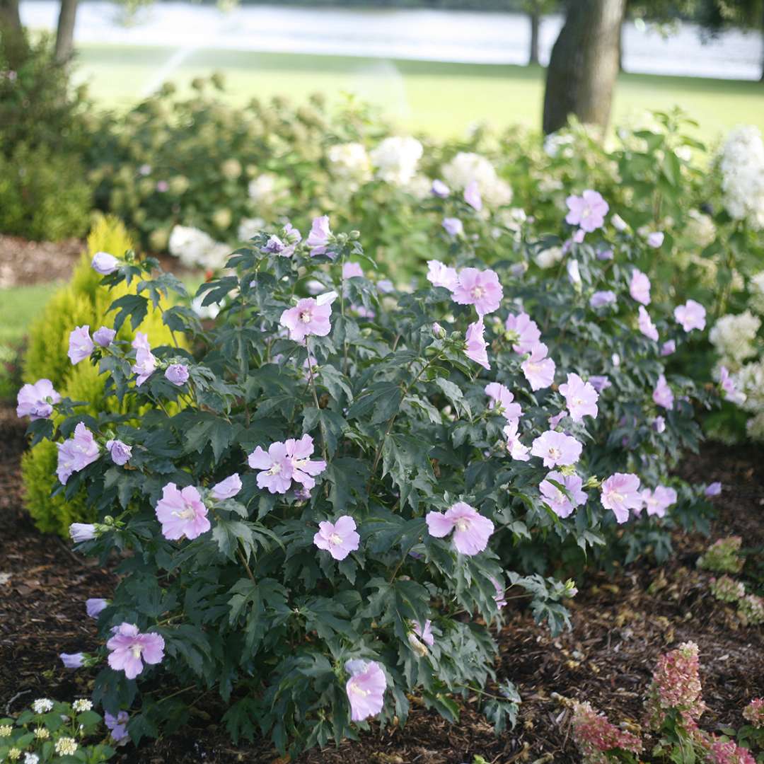 Rose of Sharon - POLLYPETITE
