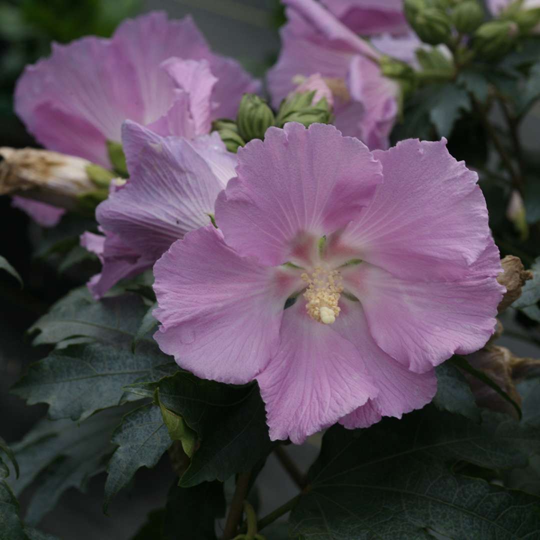 Rose of Sharon - POLLYPETITE