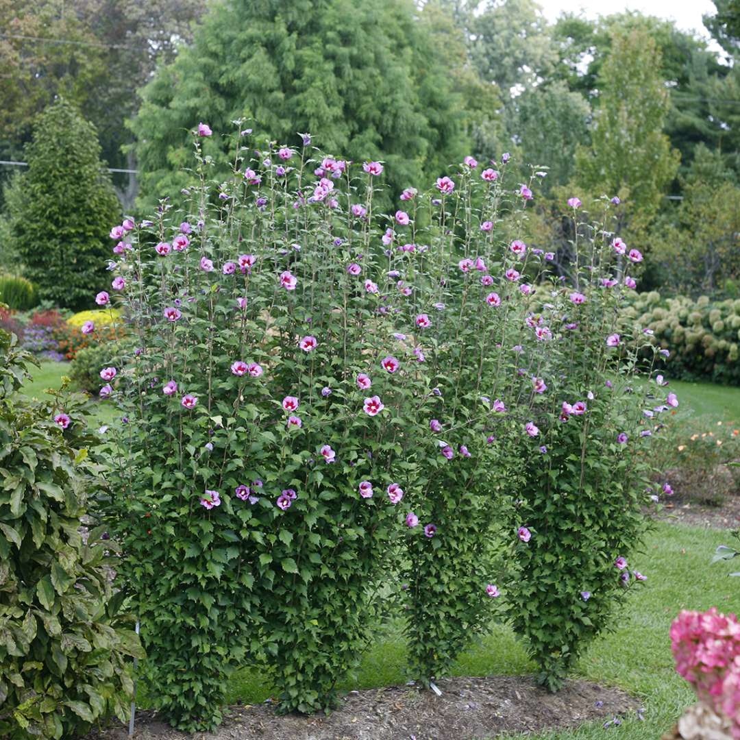 Rose of Sharon - PURPLE PILLAR