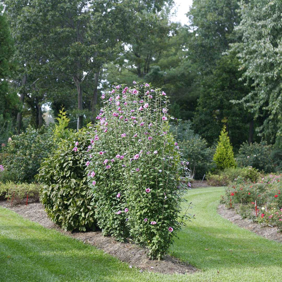 Rose of Sharon - PURPLE PILLAR