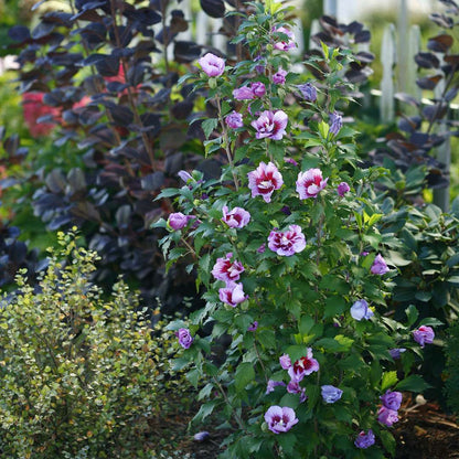 Rose of Sharon - PURPLE PILLAR