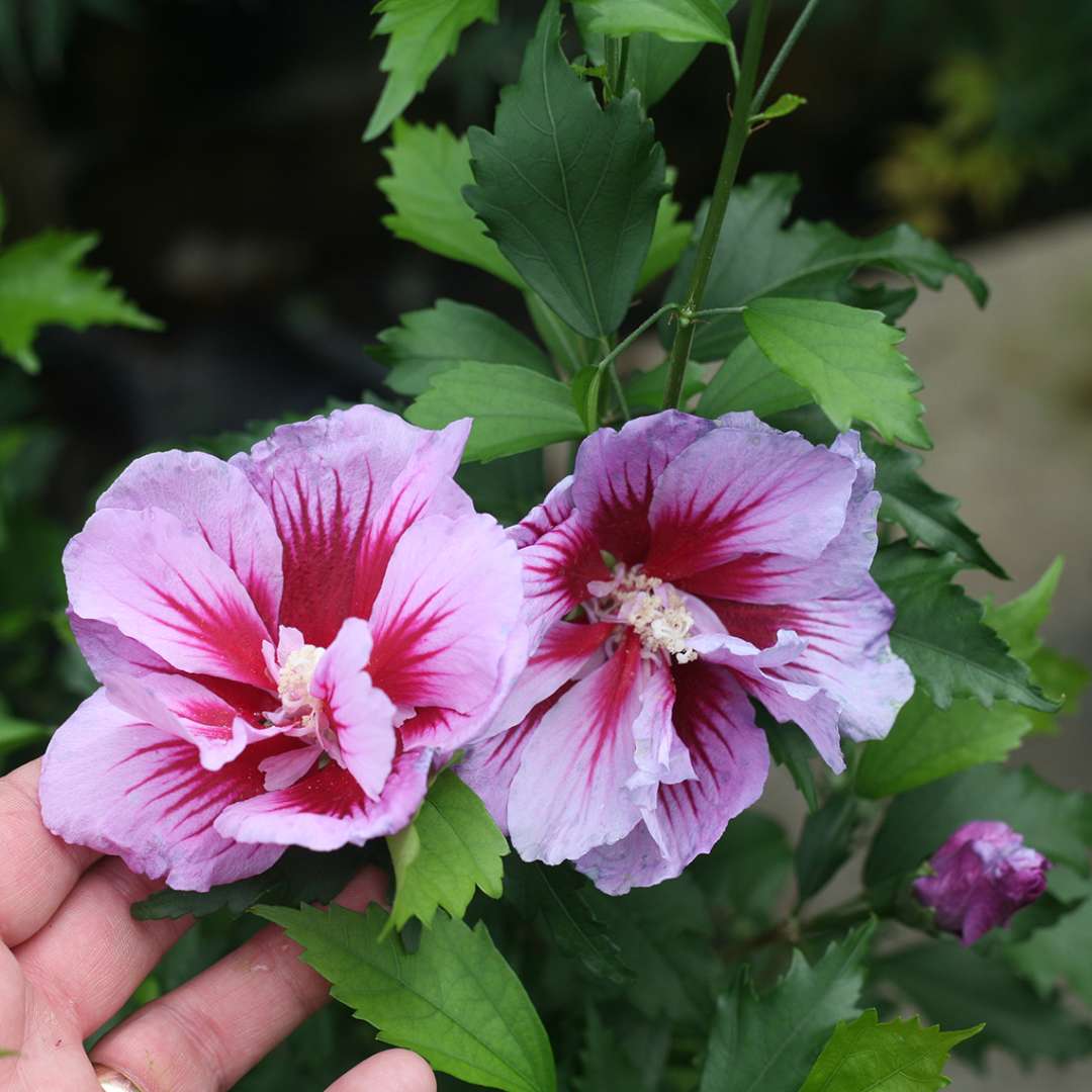 Rose of Sharon - PURPLE PILLAR