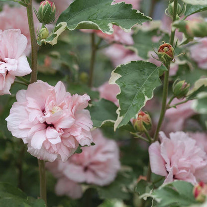 Rose of Sharon - SUGAR TIP