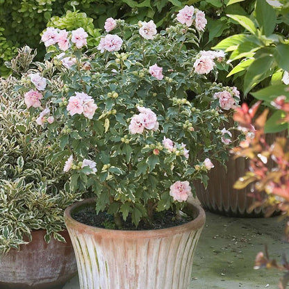 Rose of Sharon - SUGAR TIP