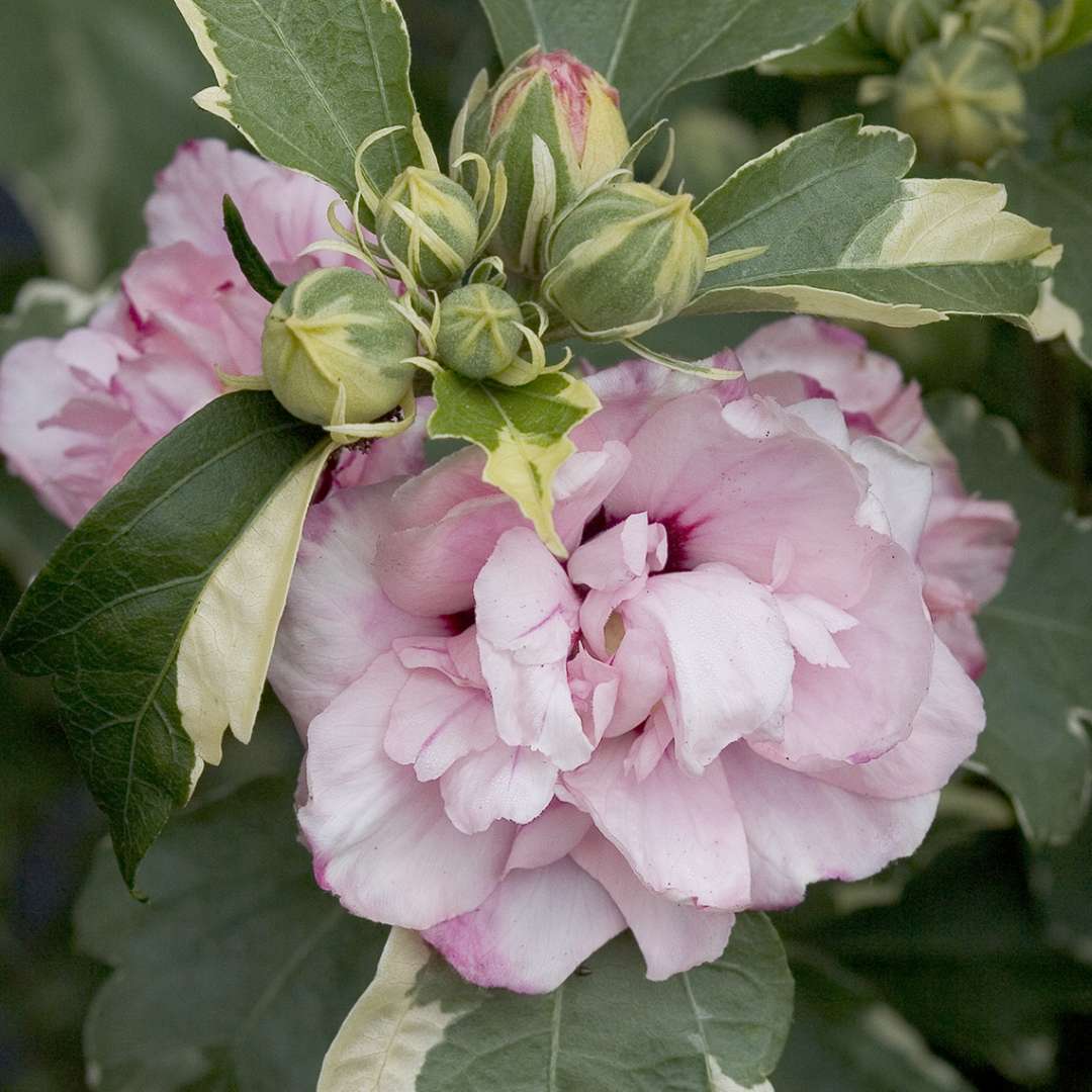 Rose of Sharon - SUGAR TIP